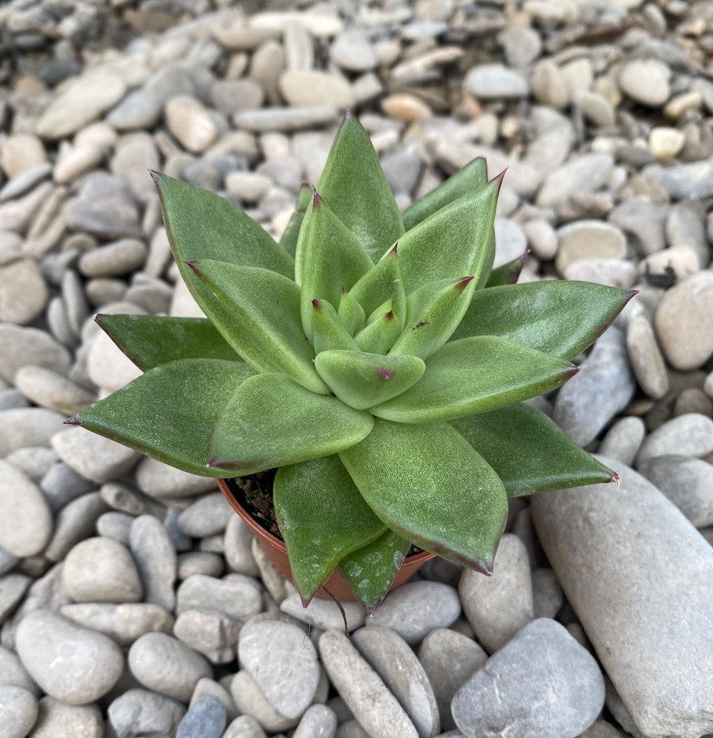 Echeveria Pluto Galaxy