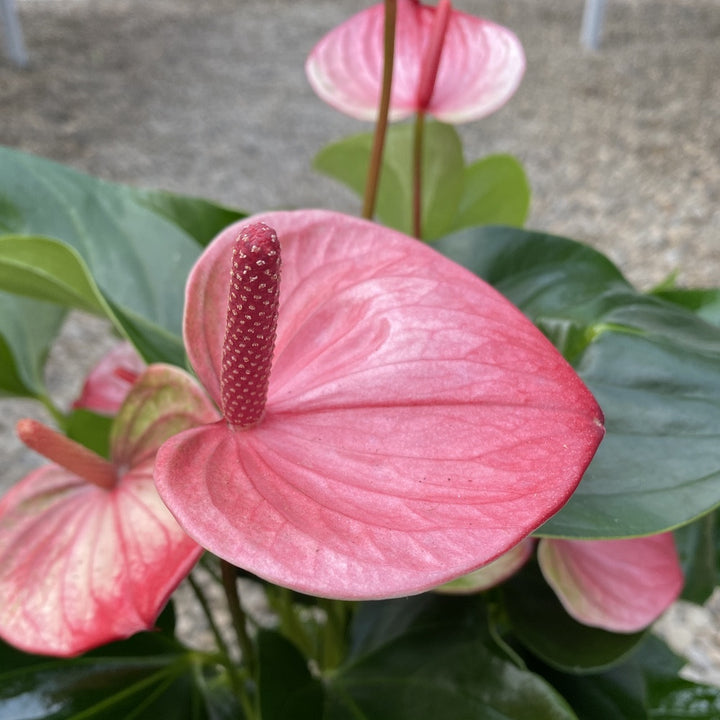 Anthurium Mystique - Floarea Flamingo