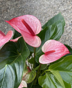 anthurium mystique Anthurium Mystique – Secret Garden Plant Shop