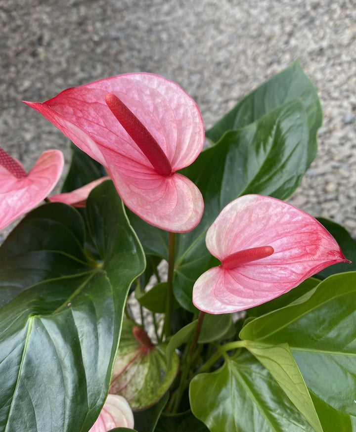 Anthurium Mystique - Floarea Flamingo