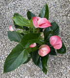 anthurium mystique Anthurium Mystique – Secret Garden Plant Shop