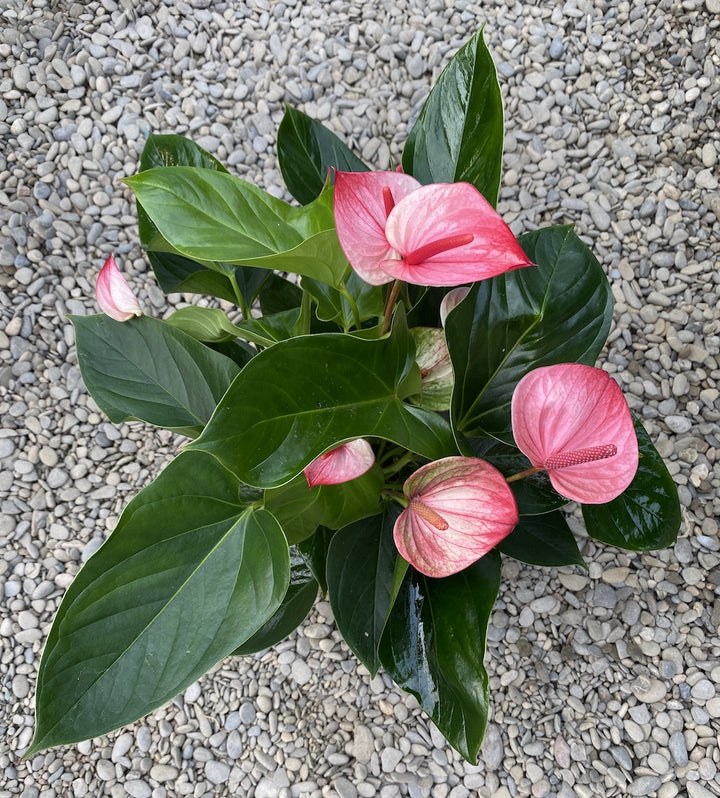 Anthurium Mystique - Floarea Flamingo