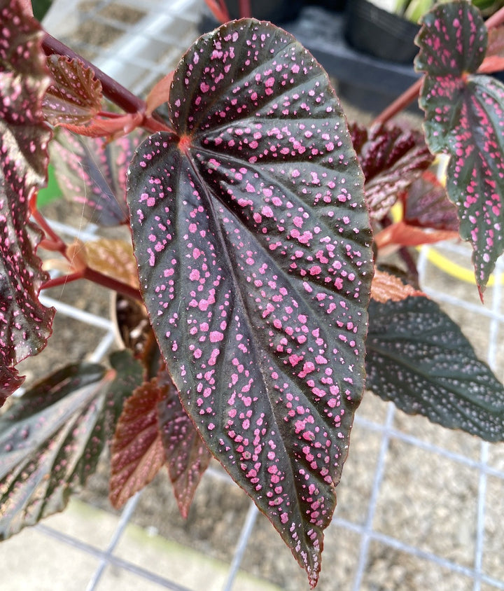 Begonia 'Polka Dot Pink'