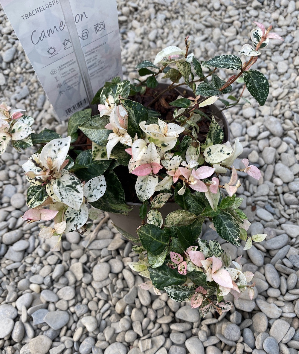 Trachelospermum jasminoides cameleon - frunze variegate & flori parfumate