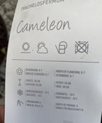 Trachelospermum jasminoides cameleon - frunze variegate & flori parfumate