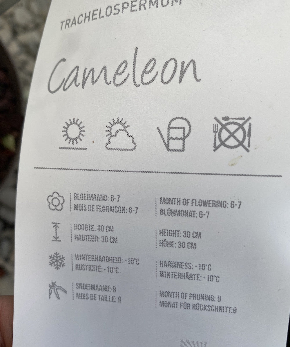 Trachelospermum jasminoides cameleon - frunze variegate & flori parfumate