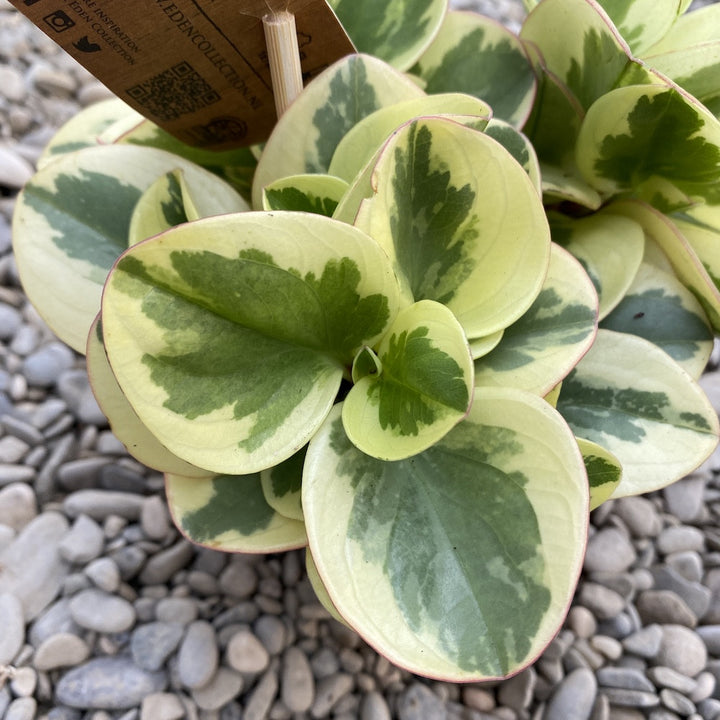 Peperomia optipan bicolor