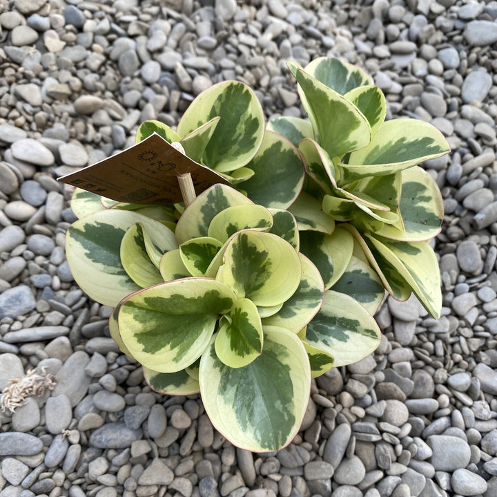 Peperomia optipan bicolor