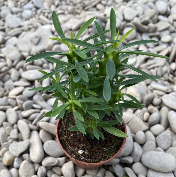 Euphorbia Clava