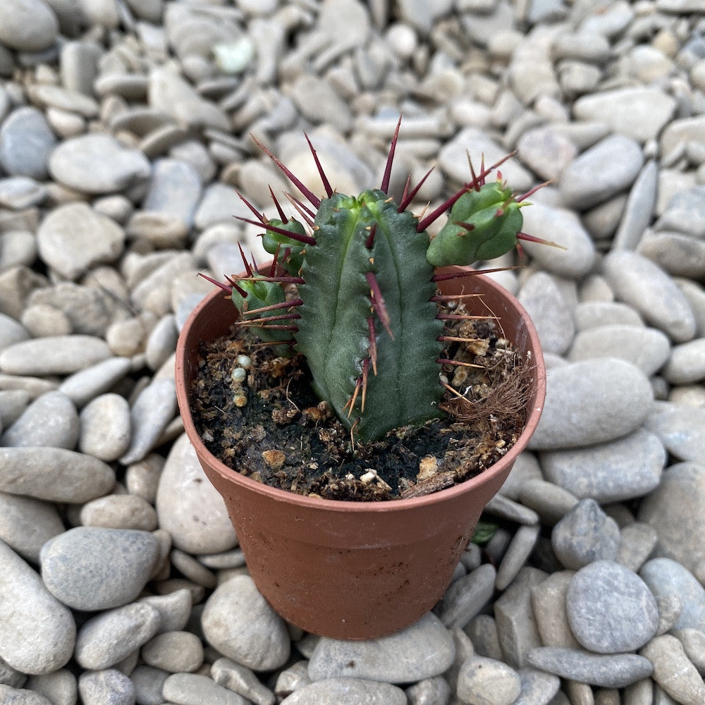 Euphorbia heptagona