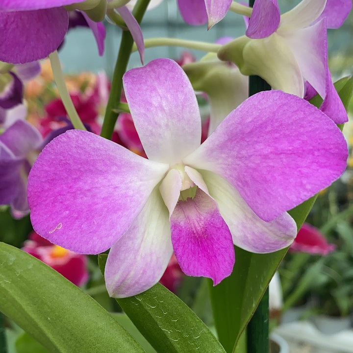 Dendrobium Phalaenopsis Pink-White