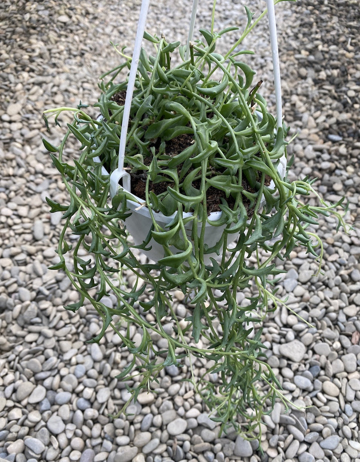 Senecio Peregrinus - String of Dolphin