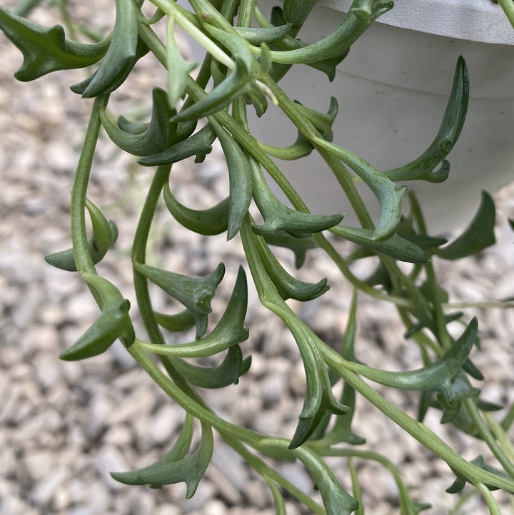 Senecio Peregrinus - String of Dolphin