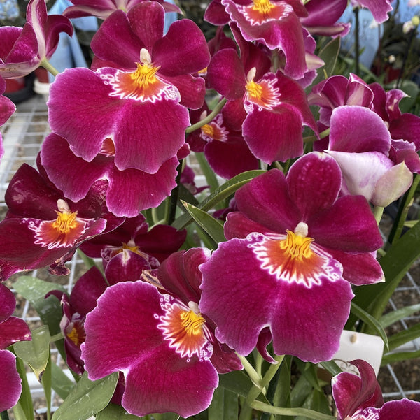 Orhidee Miltoniopsis Red Tide