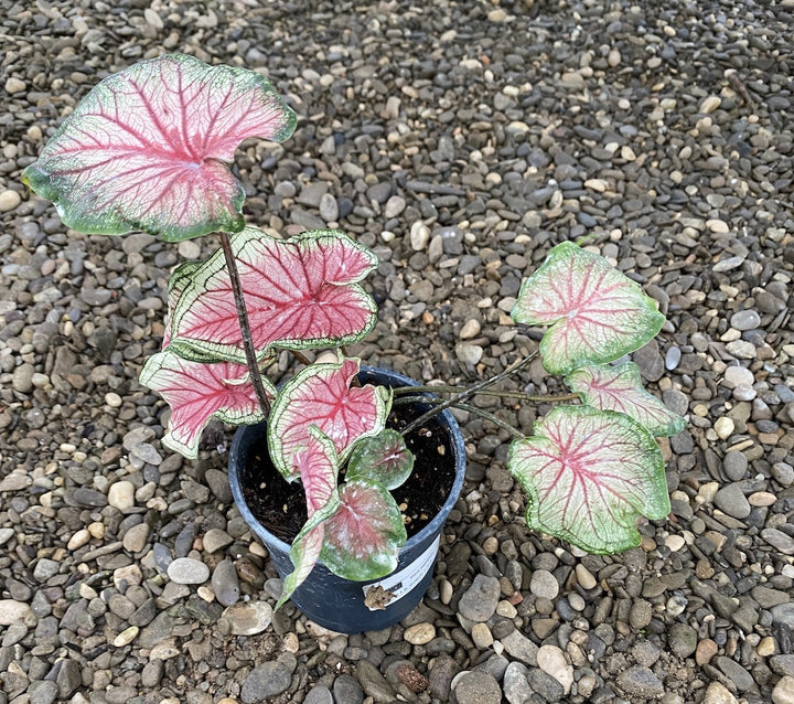 Caladium bicolor