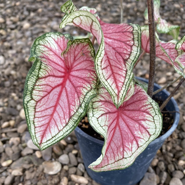 Caladium bicolor