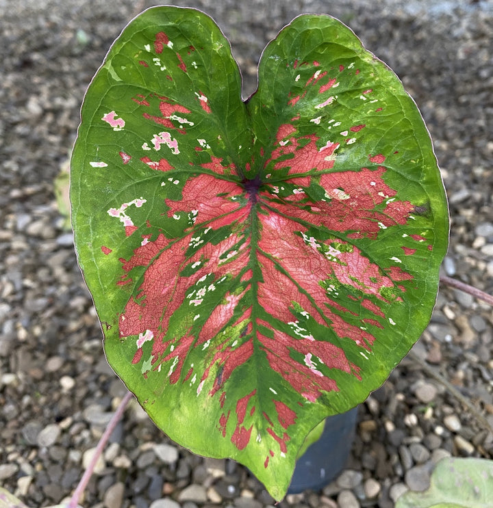 Caladium Party Punch