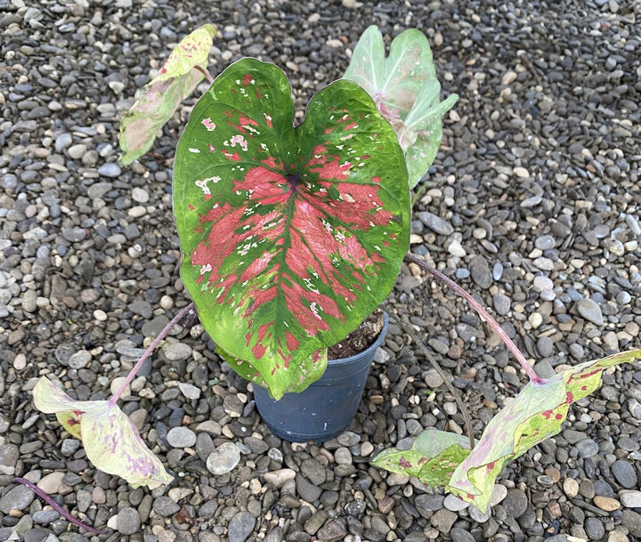 Caladium Party Punch