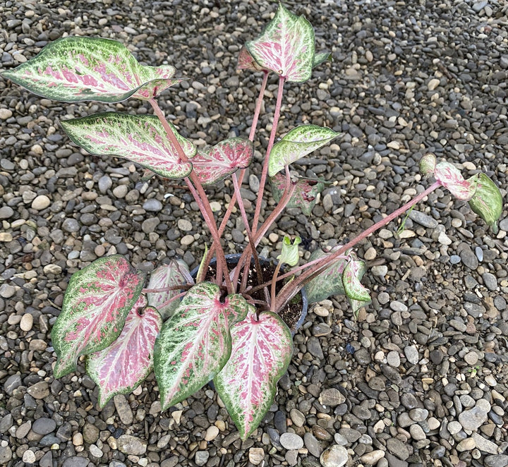 Caladium Poison Dart Frog