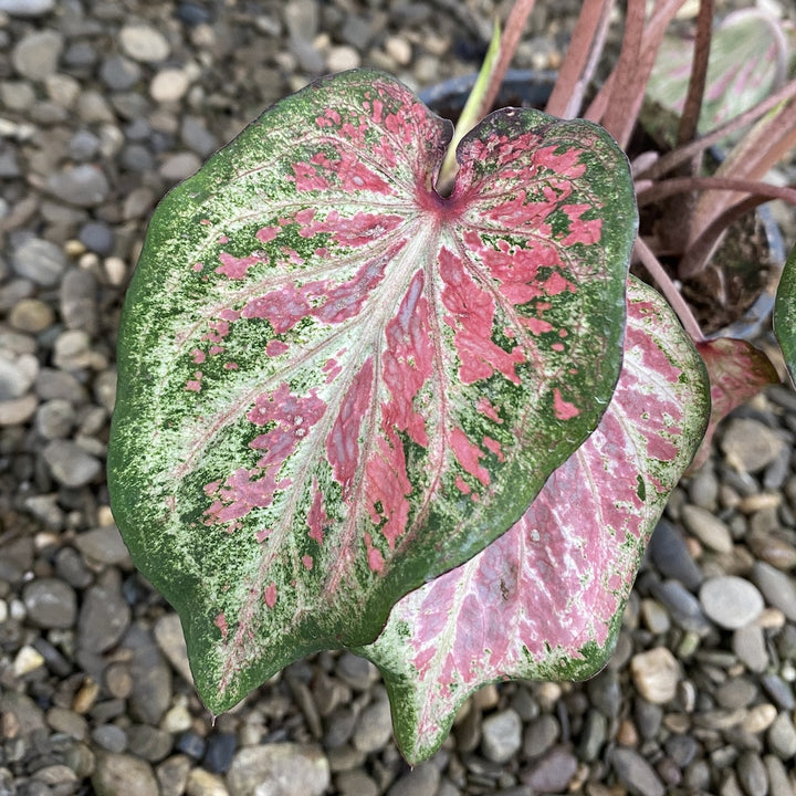 Caladium Poison Dart Frog