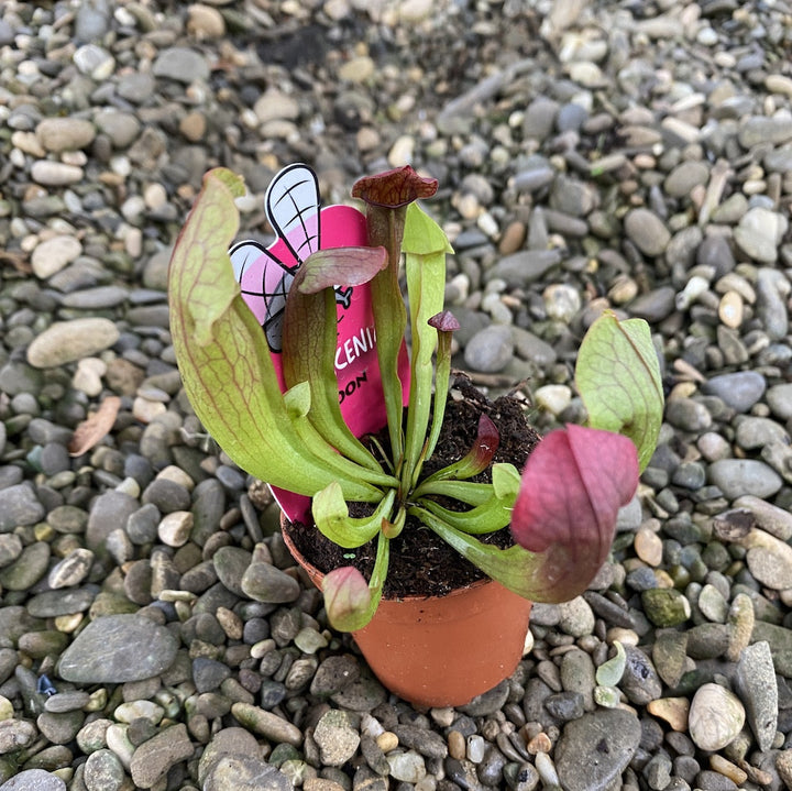 Sarracenia Maroon - Planta Ulcior, specii deosebite la preturi atractive!