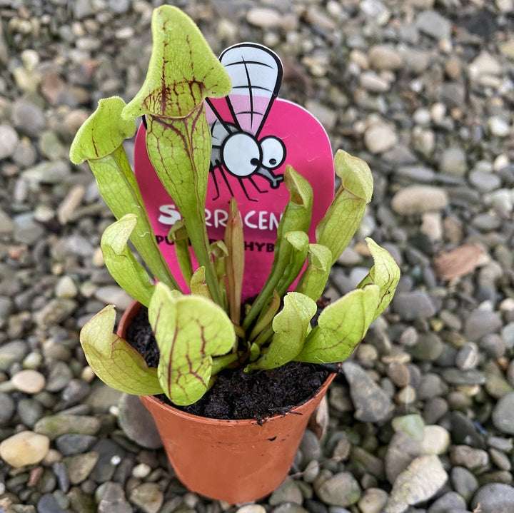 Sarracenia Purpurea hibrid - Planta Ulcior (planta carnivora)