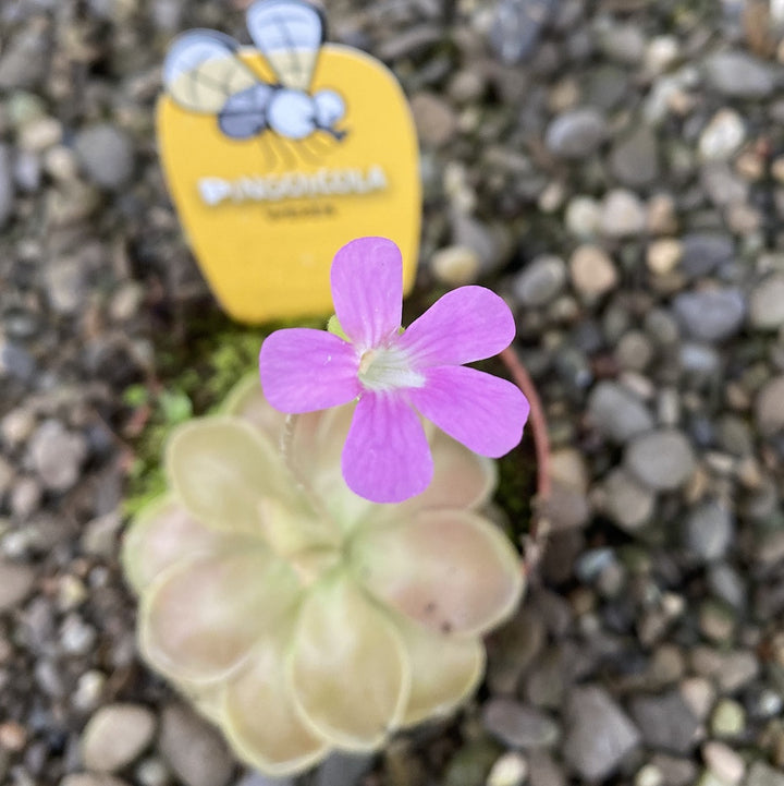 Planta carnivora (insectivora) Pinguicula Weser, pret atractiv