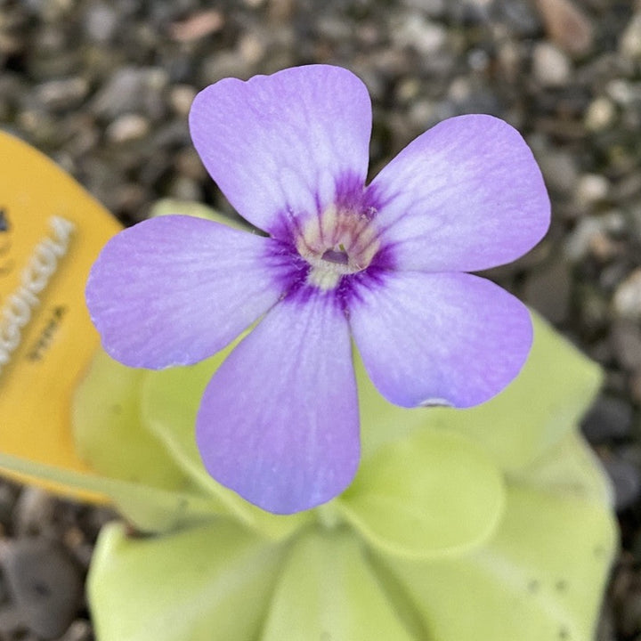 Planta carnivora (insectivora) Pinguicula Tina, pret atractiv