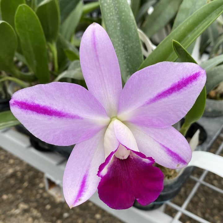 Lc. Mona Pink 'Hiromi' AM/AOS - parfumata