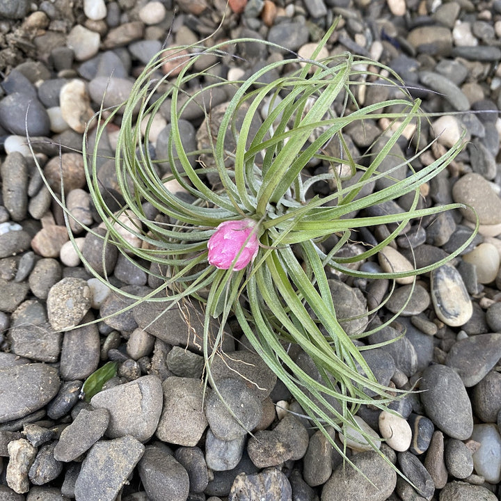 Tillandsia stricta var. red