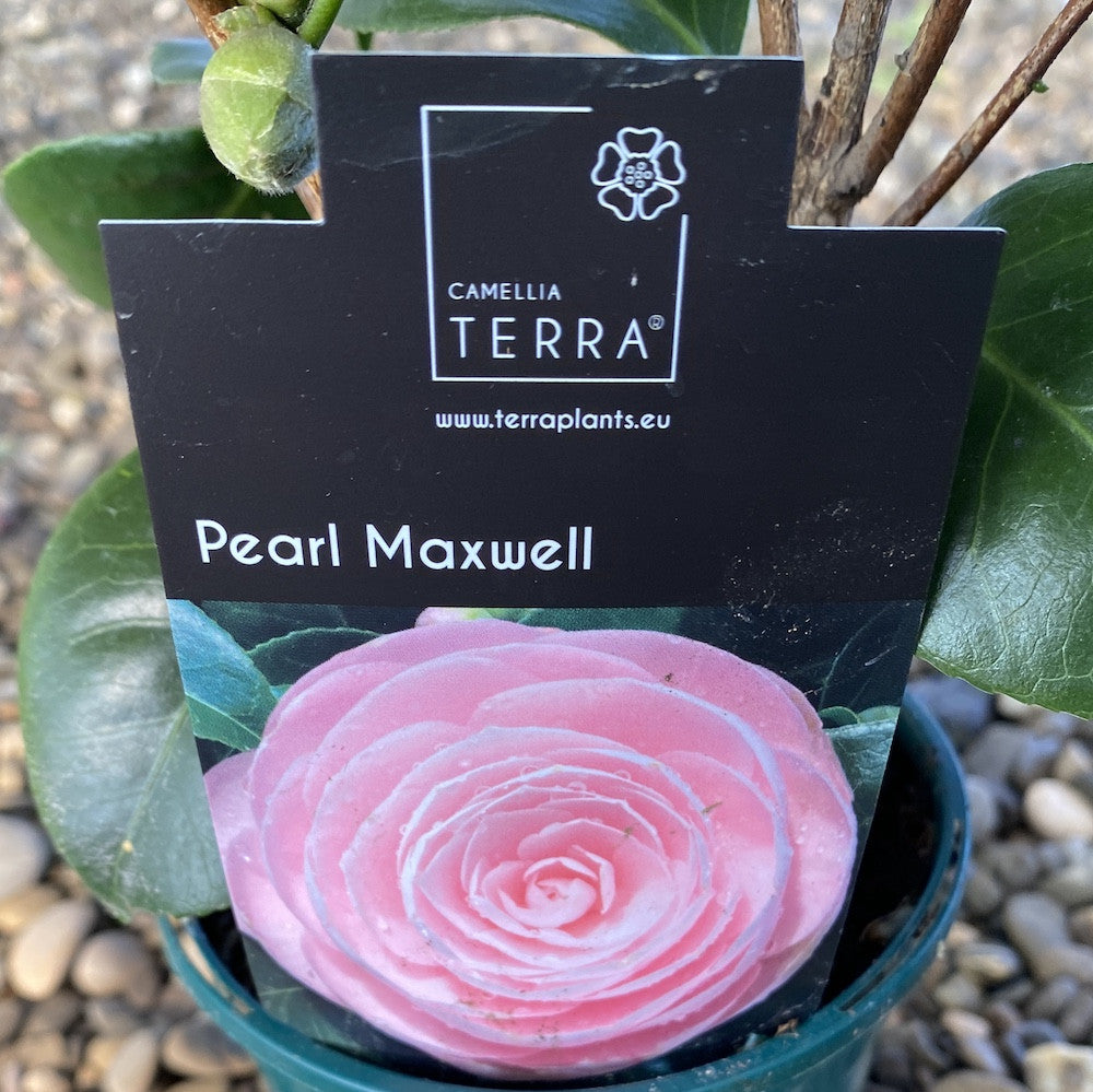 Camellia japonica floarea batuta roz Pearl Maxwell (rezistenta la inghet)