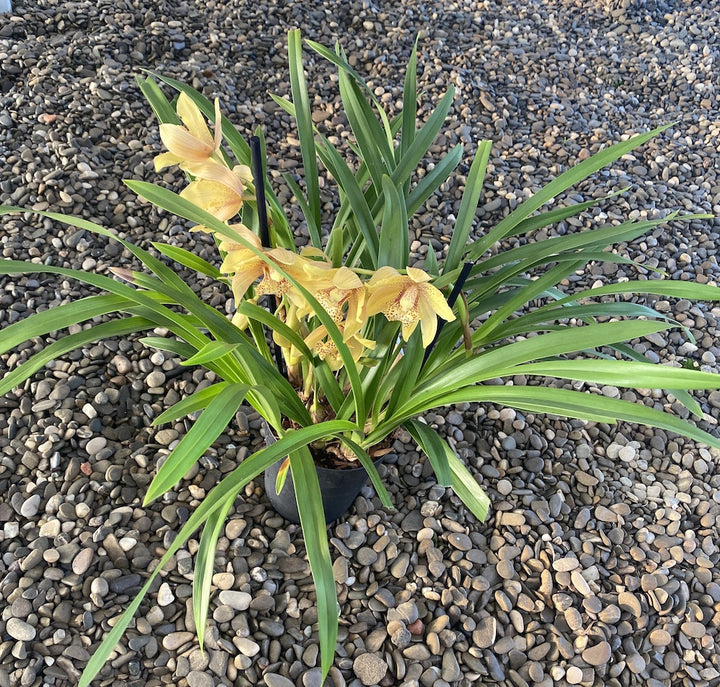 Orhidee Cymbidium portocaliu in ghiveci