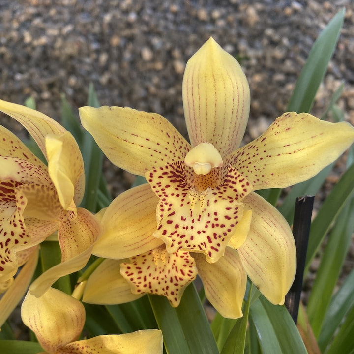 Orhidee Cymbidium portocaliu in ghiveci