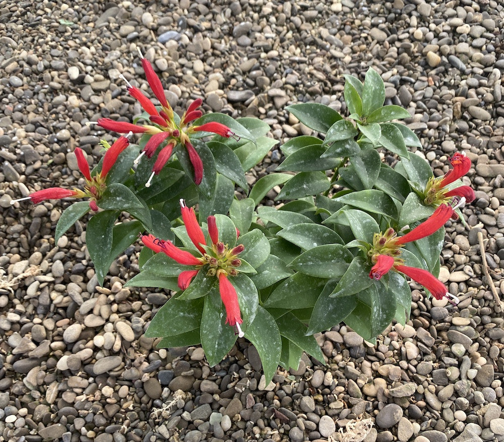 Aeschynanthus hibrid - Lipstick plant