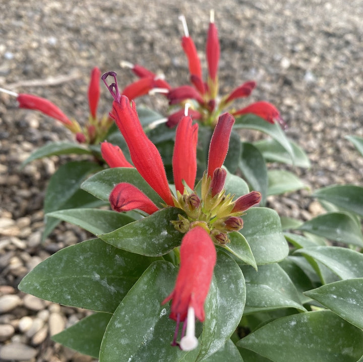 Aeschynanthus hibrid - Lipstick plant