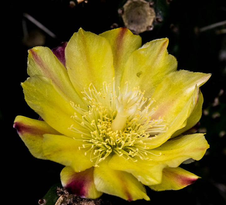 Joseph's Coat (Opuntia monacantha 'Variegata')