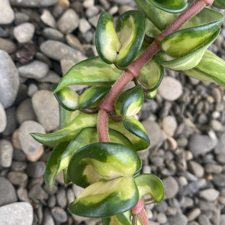 Hoya compacta 'Mauna Loa' (variegata)