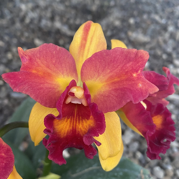 Potinara Shinfong Little Love × Blc. Tzeng-Wen Beauty