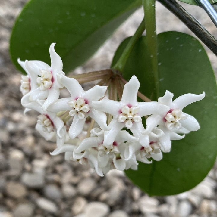 Hoya australis ssp. tenuipes