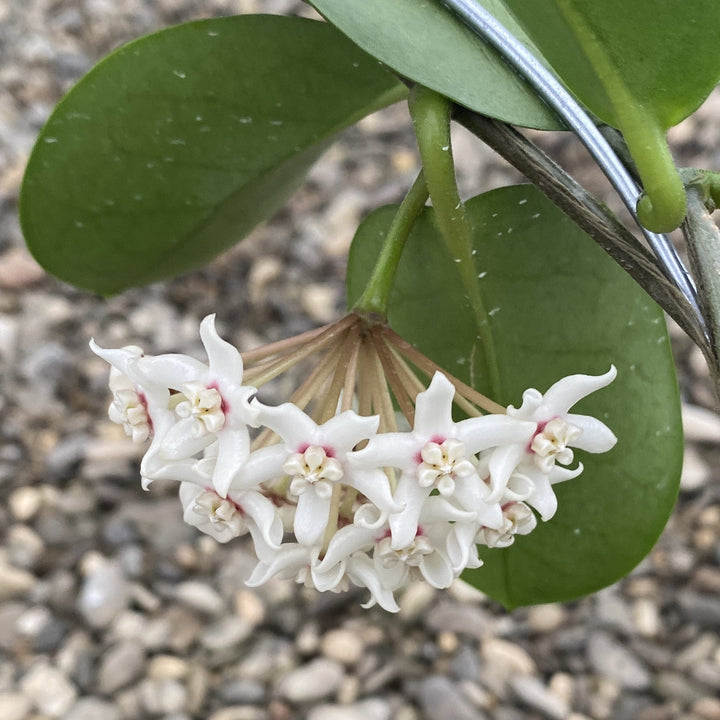 Hoya australis ssp. tenuipes