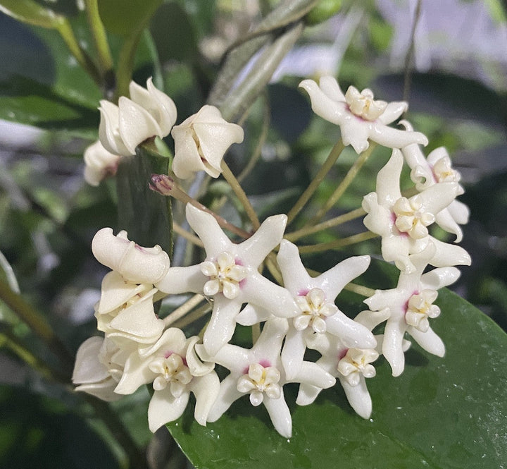 Hoya australis ssp. tenuipes