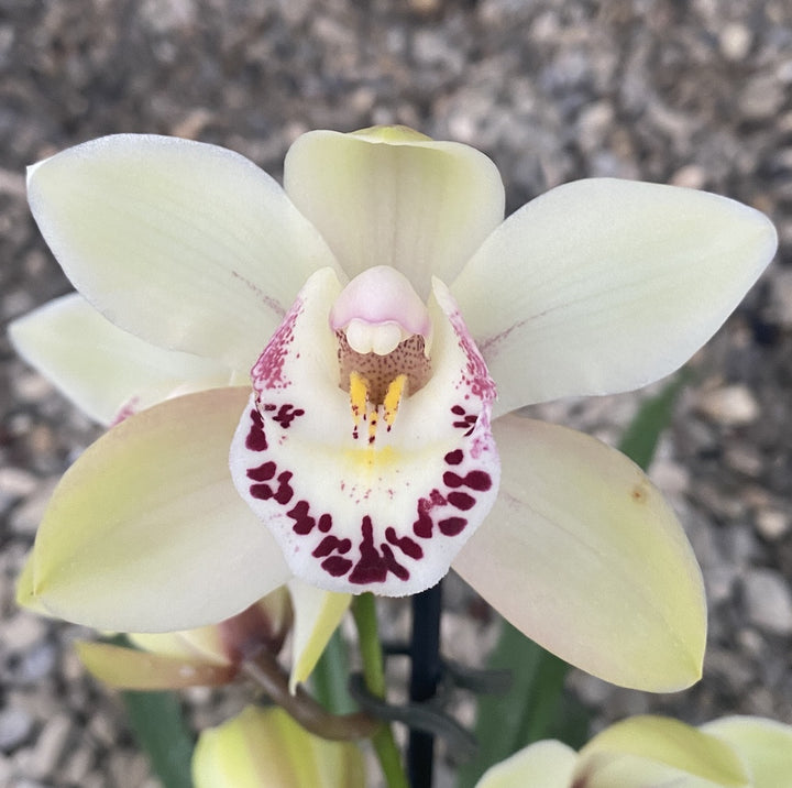 Orhidee Cymbidium galben