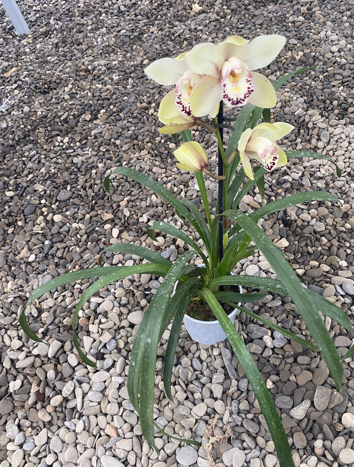 Orhidee Cymbidium galben