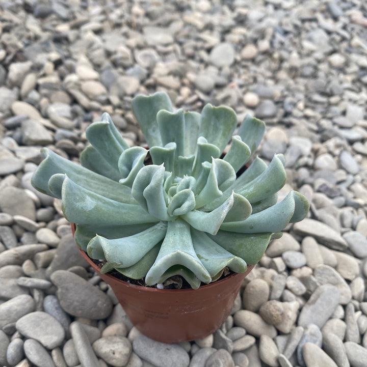 Echeveria runyonii Topsy Turvy