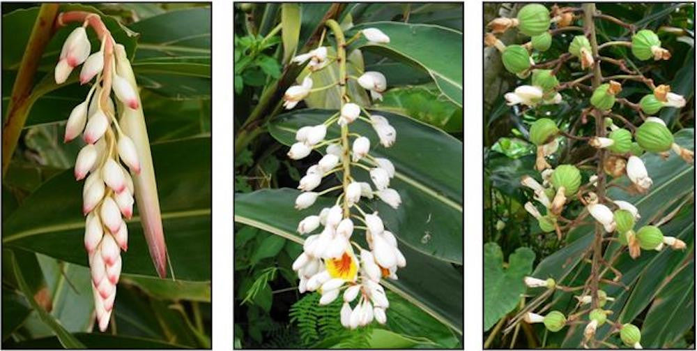 Alpinia zerumbet variegata