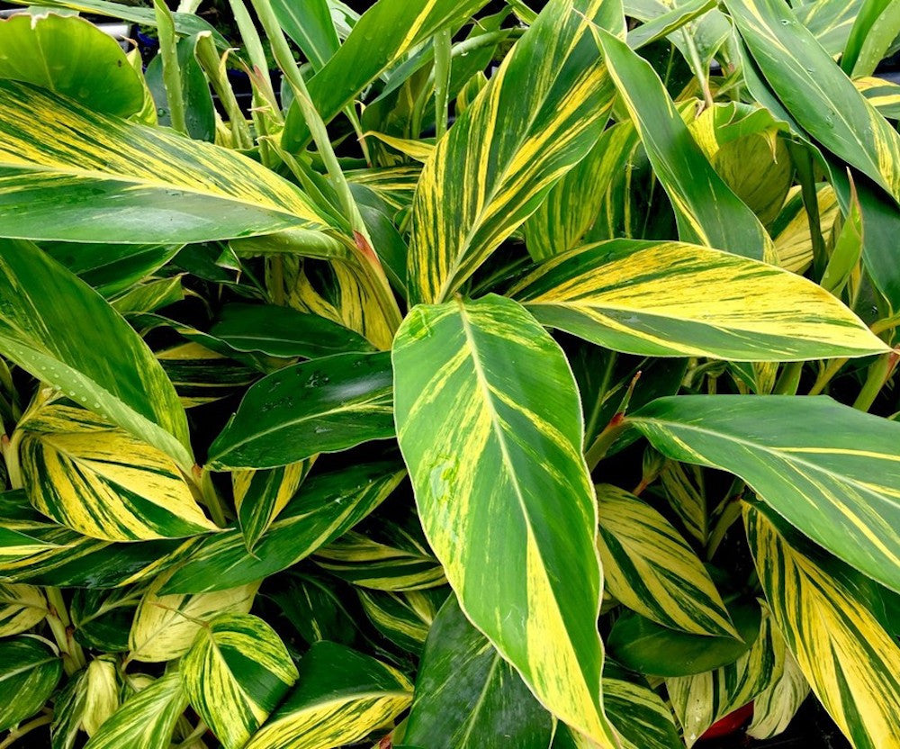 Alpinia zerumbet variegata