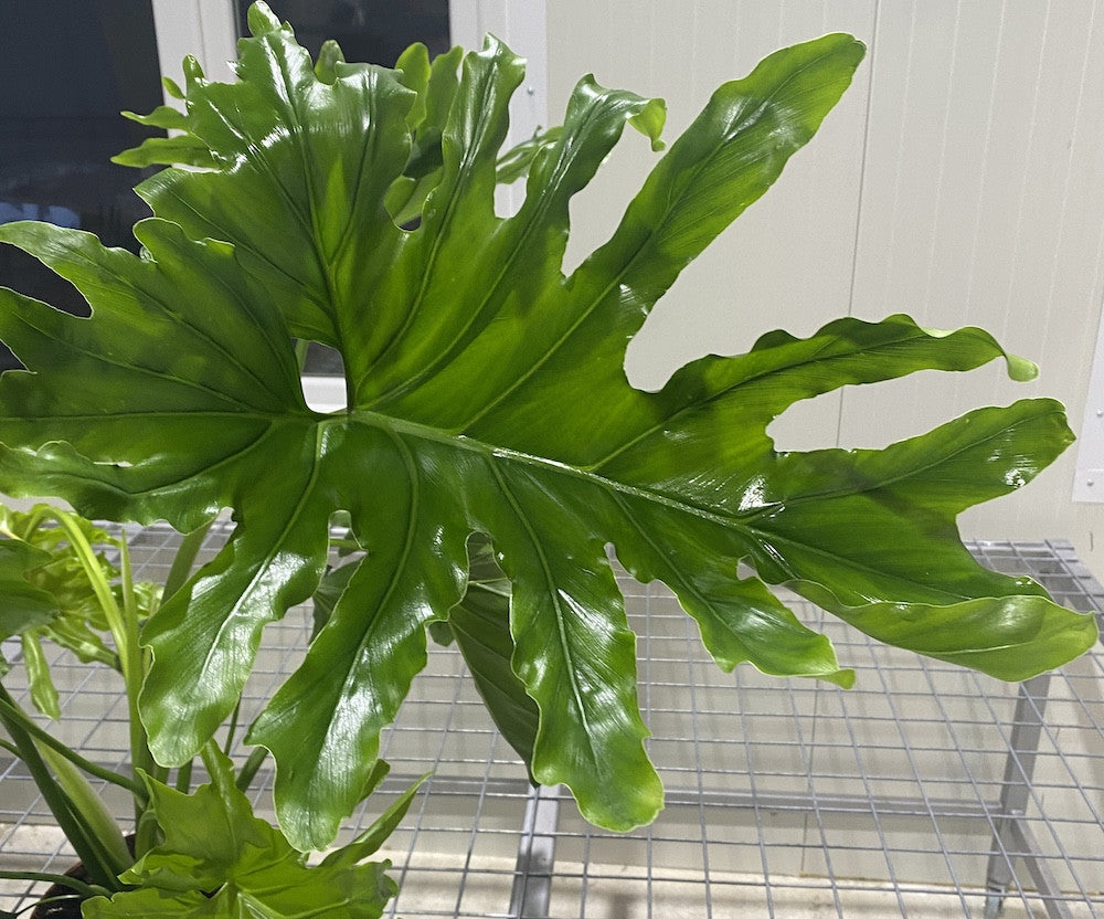 philodendron bipinnatifidum cum laude flowering Philodendron bipinnatifidum 'Cum Laude' – Secret Garden Plant Shop