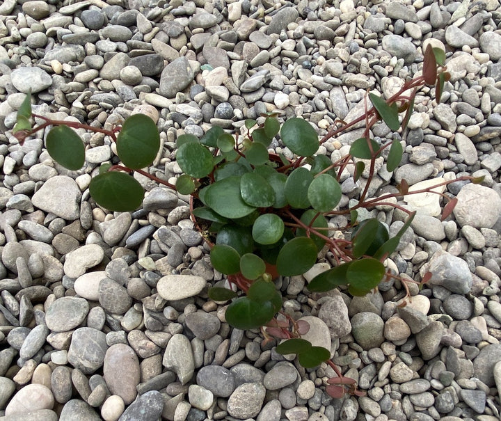 Peperomia Pepperspot (mini)