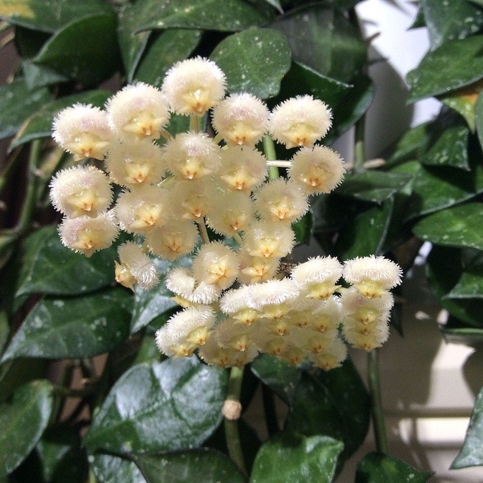 Hoya Lacunosa, floarea de ceara, de vanzare la cel mai bun pret!