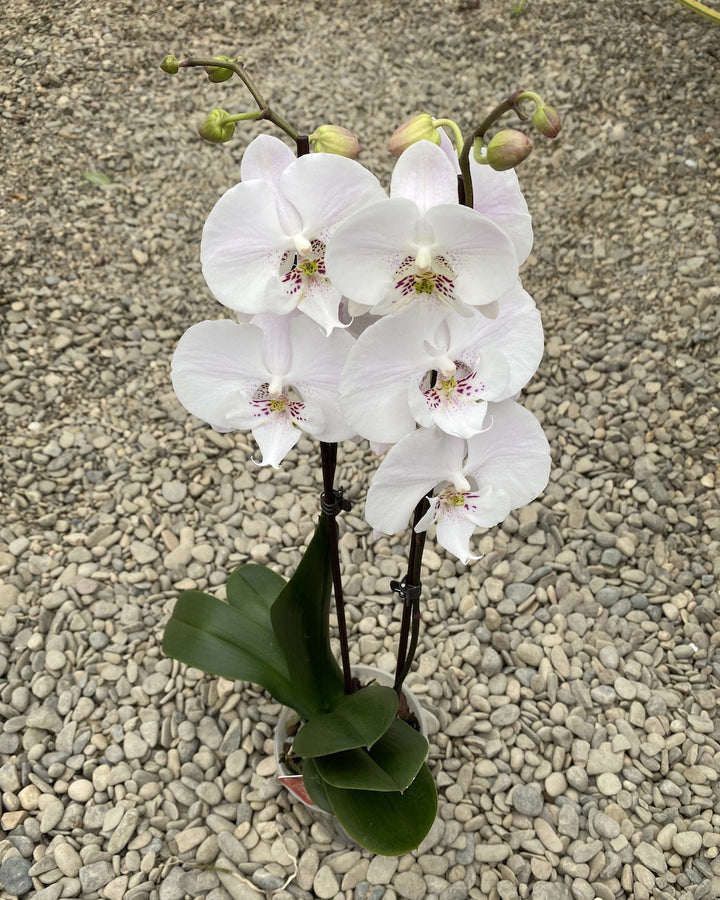 Phalaenopsis Big Lip Silk Road